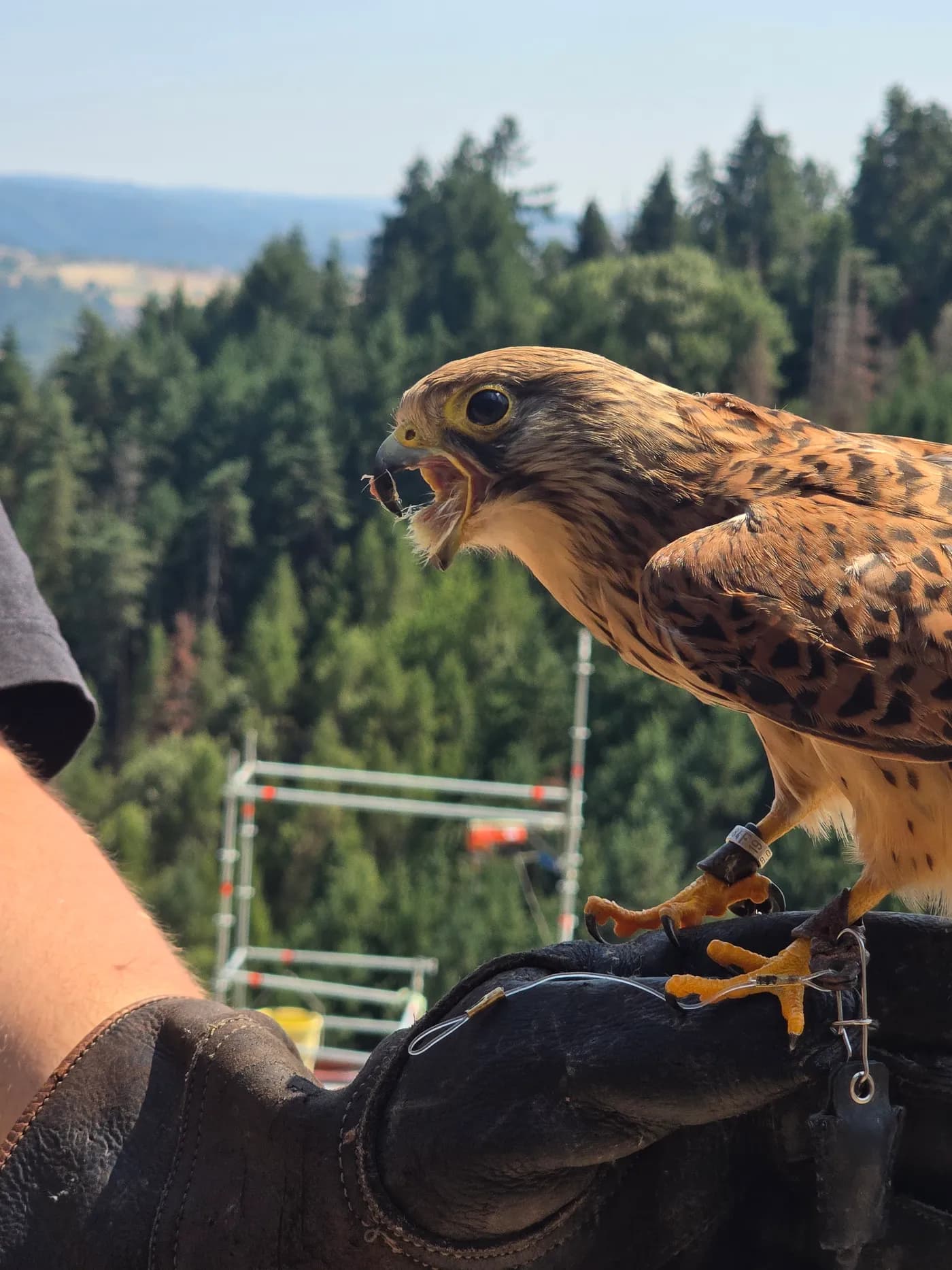 Buse qui a la bouche ouverte au château Rochebaron