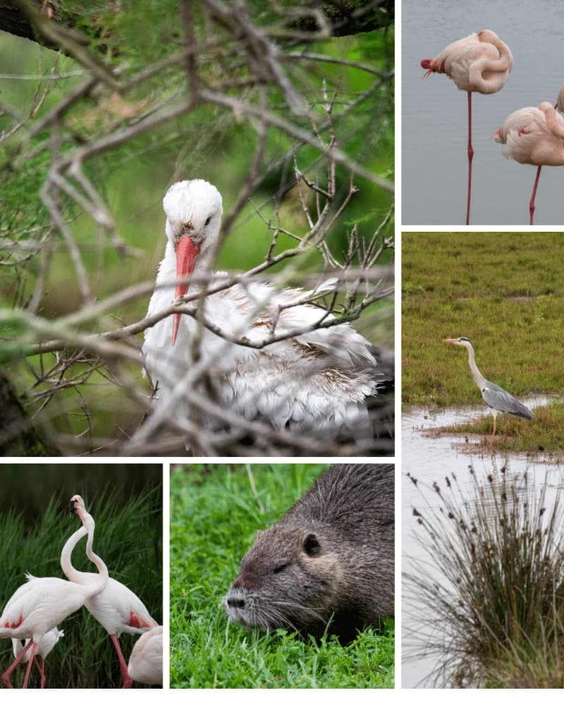 Parc ornithologique du Pont de Gau en Camargue