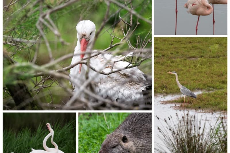 Parc ornithologique du Pont de Gau en Camargue
