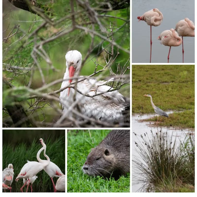 Parc ornithologique du Pont de Gau en Camargue