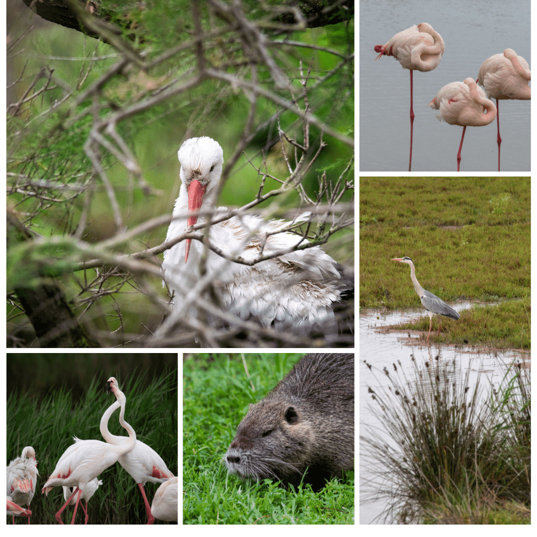Parc ornithologique du Pont de Gau en Camargue