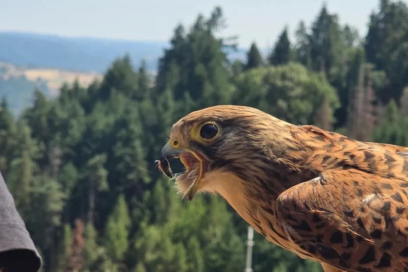 Buse qui a la bouche ouverte au château Rochebaron
