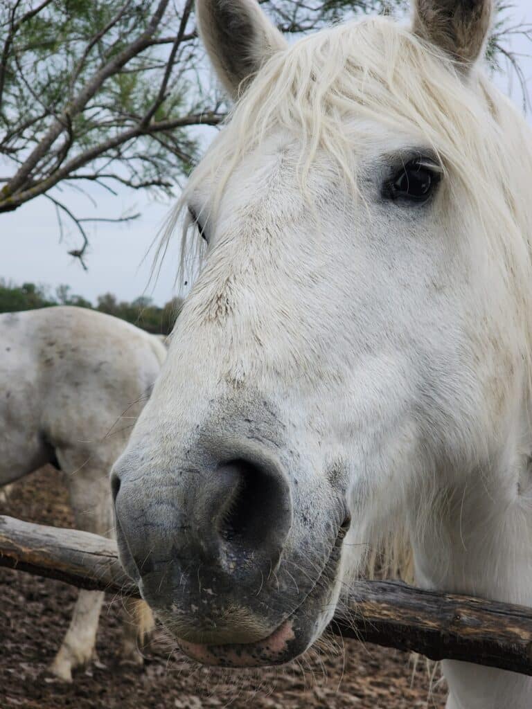cheval camarguais