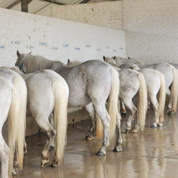 Chevaux blancs