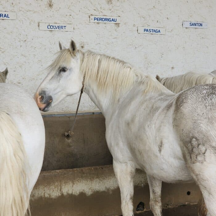 Cheval blanc