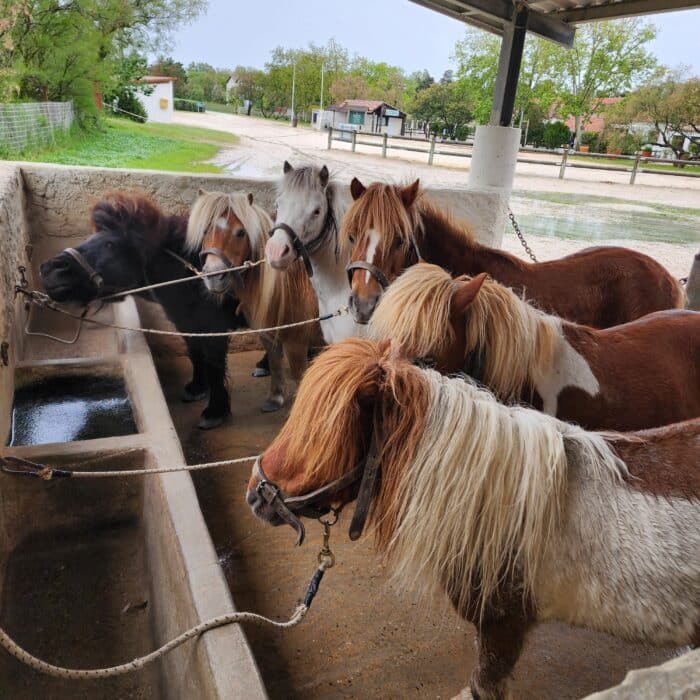 Poneys