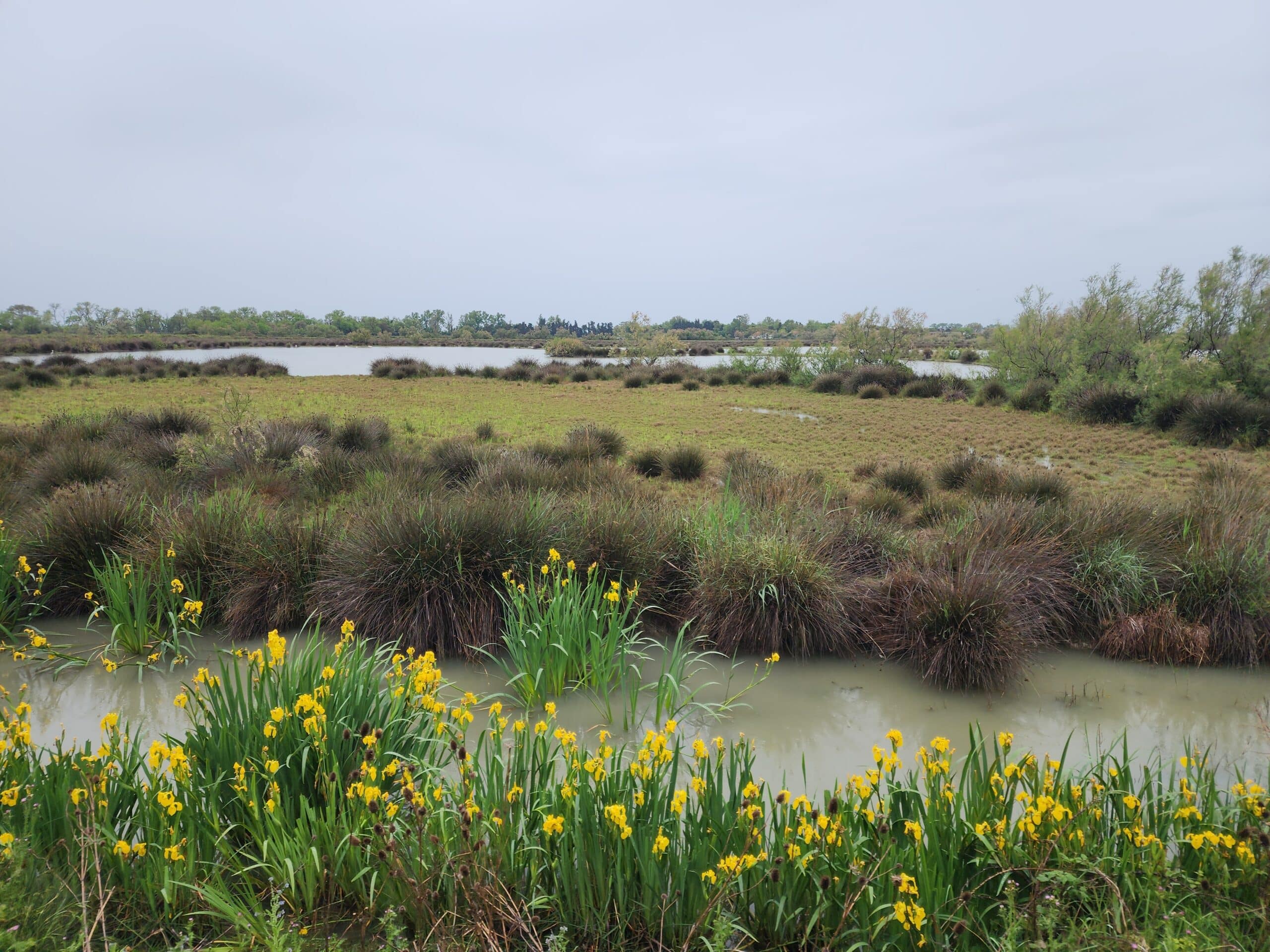 Iris jaunes dans la réserve naturelle