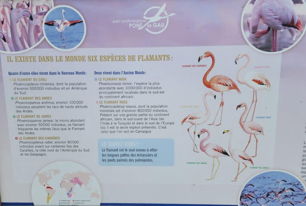 Différents flamants