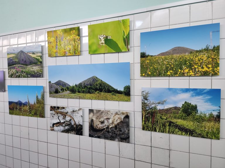 végétation pousse sur les terrils