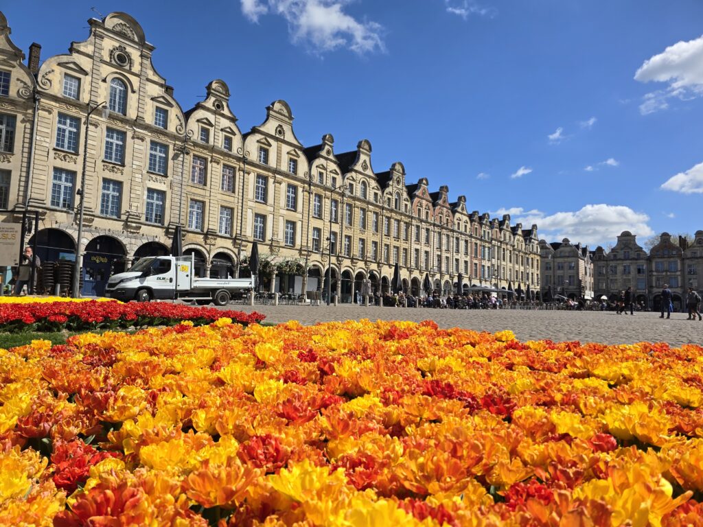 parterre de tulipes