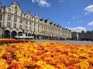 parterre de tulipes
